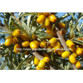 2017 alta qualidade sea buckthorn vender